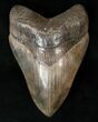 Stunning Principal Megalodon Tooth - Georgia #15714-1